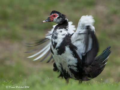 Canard musquéMuscovy Duck