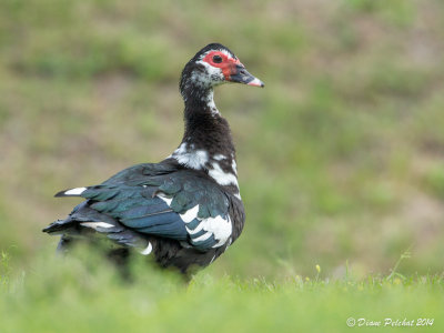 Canard musquéMuscovy Duck