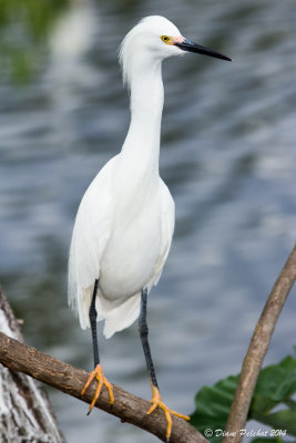 Aigrette neigeuseSnowy Egret