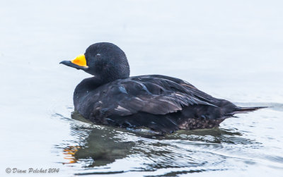 Macreuse à bec jauneBlack Scoter