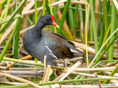 Gallinule poule-d'eauCommon Moorhen