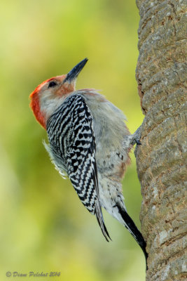 Pic à ventre rouxRed-bellied Woodpecker