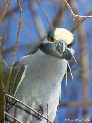 Bihoreau violacé¥ellow-Crowned Night Heron