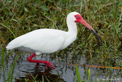 Ibis blancwhite Ibis