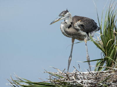 Grand HéronGreat Blue Heron