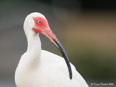 Ibis blancWhite Ibis