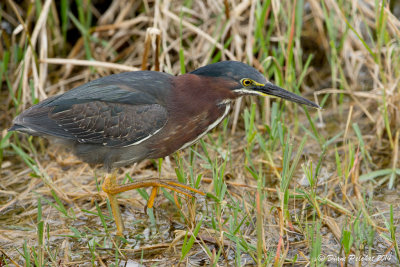 Héron vertGreen Heron