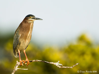 Héron vertGreen Heron