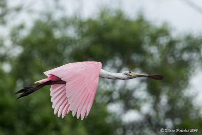 Spatule roséeRoseate Spoonbill