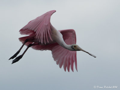 Spatule roséeRoseate spoonbill