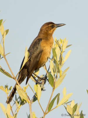 Quiscale des maraisBoat-tailed Grackle