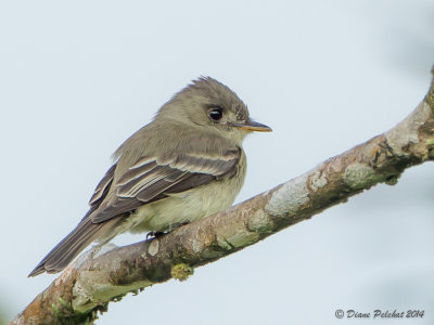 Moucherolle cendréTropical Pewee