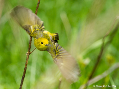 Paruline jauneYellow Warbler