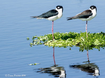 Échasse d'AmériqueBlack-necked Stilt