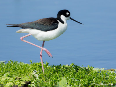 Échasse d'AmériqueBlack-necked Stilt