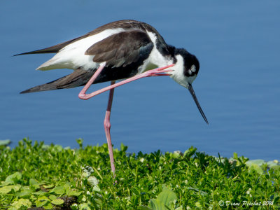 Échasse d'AmériqueBlack-necked Stilt