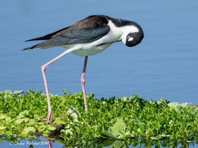 Échasse d'AmériqueBlack-necked Stilt