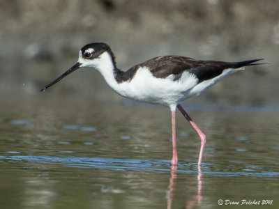 Échasse d'AmériqueBlack-necked Stilt