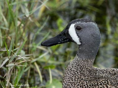 Sarcelle à ailes bleuesBlue-wingeg Teal