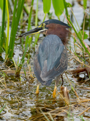 Héron vertGreen Heron