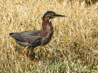 Héron vertGreen Heron