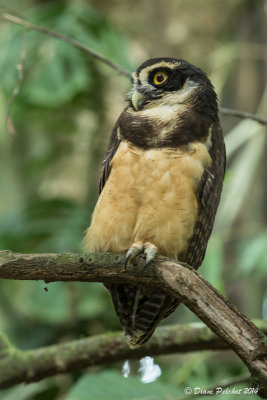 Hibou à lunettesSpectacled Owl