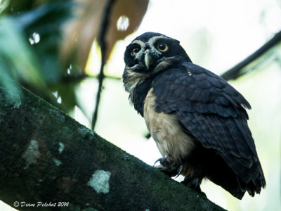 Hibou à lunettesSpectacled Owl