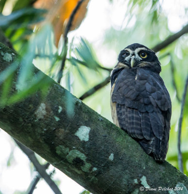 Hibou à lunettesSpectacled Owl