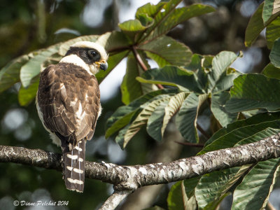 Macagua rieurLaughing Falcon