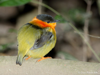 Manaquin à collier orangeOrange-collared Manakin