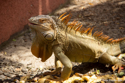 IguaneIguana