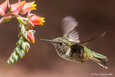 Colibri de volcan Volcano Hummingbird