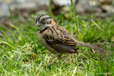 Bruant chingoloRufous-collared sparrow