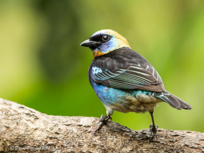 Calliste à coiffe d'orGolden-hooded tanager