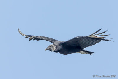 Urubu noir Black Vulture