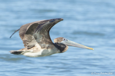 Pélican brunBrown Pelican