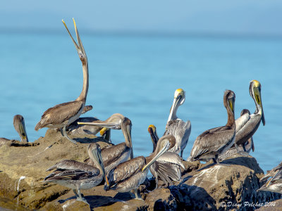 Pélican brun/Brown Pelican