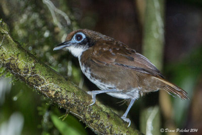 Fourmilier bicoloreBicolored Antibird