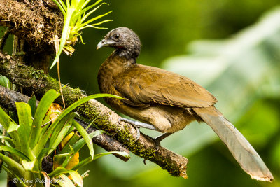 Ortalide à tête griseGrey-headed chachalaca