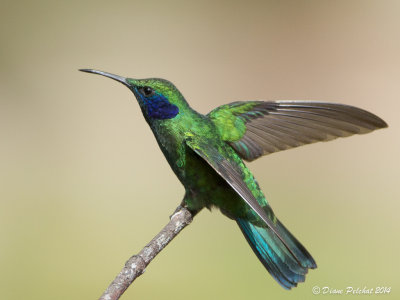 Colibri thalissinusGreen Violetear