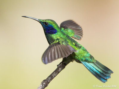 Colibri thalissinusGreen Violetear
