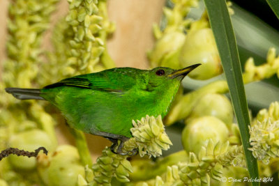 Guit- guit éméraudeGreen Honeycreeper
