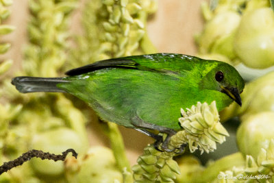 Guit-guit éméraude Green Honeycreeper