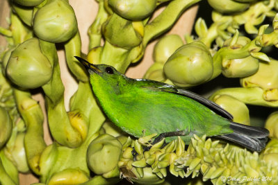 Guit-guit éméraude Green Honeycreeper
