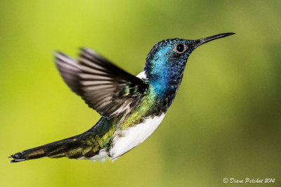 Colibri jacobin White-throated Jacobin