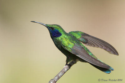 Colibri thalissinusGreen Violetear