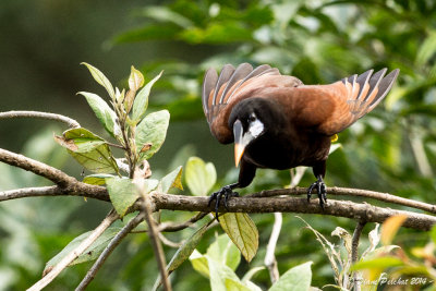 Cassique de MontézumaOropendola Montezuma