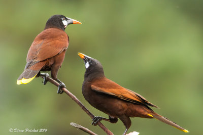 Cassique de MontézumaOropendola Montezuma