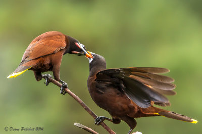 Cassique de MontézumaOropendola Montezuma