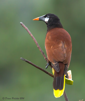 Cassique de MontézumaOropendola Montezuma
